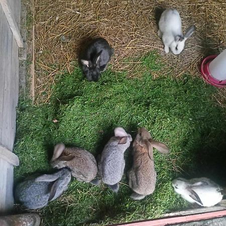 Malinowy Gaj - Agroturystyka Z Alpakami I Innymi Zwierzetami Swietajno  Dış mekan fotoğraf