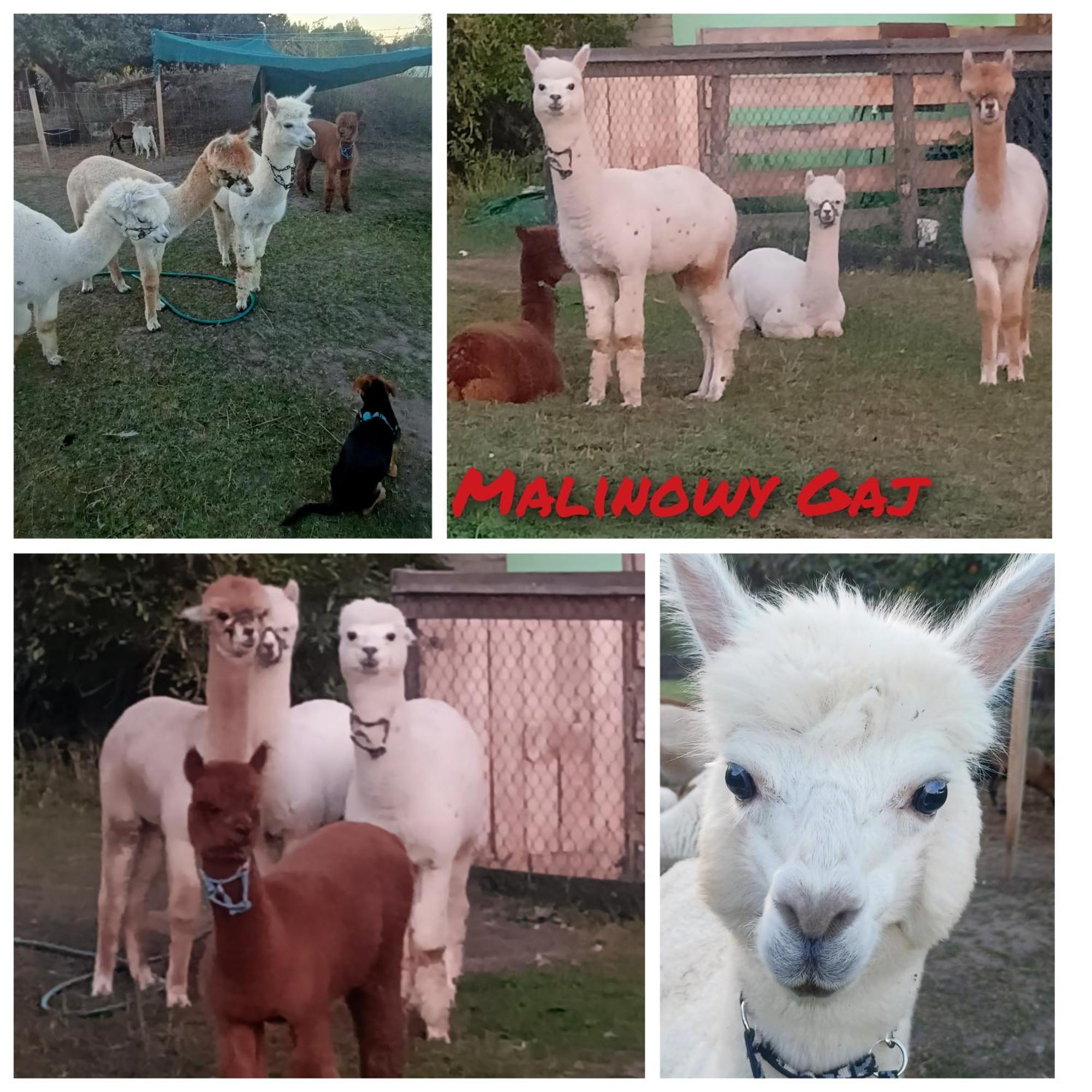 Malinowy Gaj - Agroturystyka Z Alpakami I Innymi Zwierzetami Swietajno  Dış mekan fotoğraf