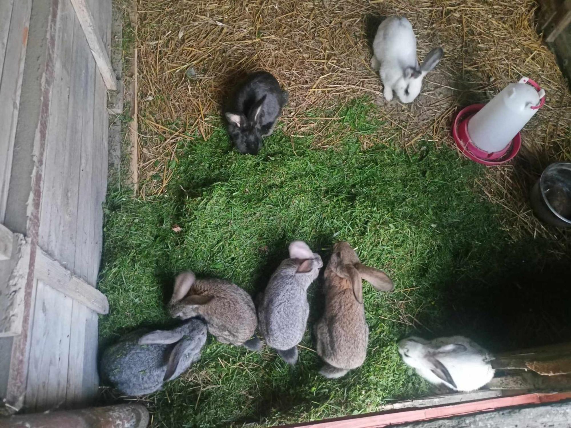 Malinowy Gaj - Agroturystyka Z Alpakami I Innymi Zwierzetami Swietajno  Dış mekan fotoğraf