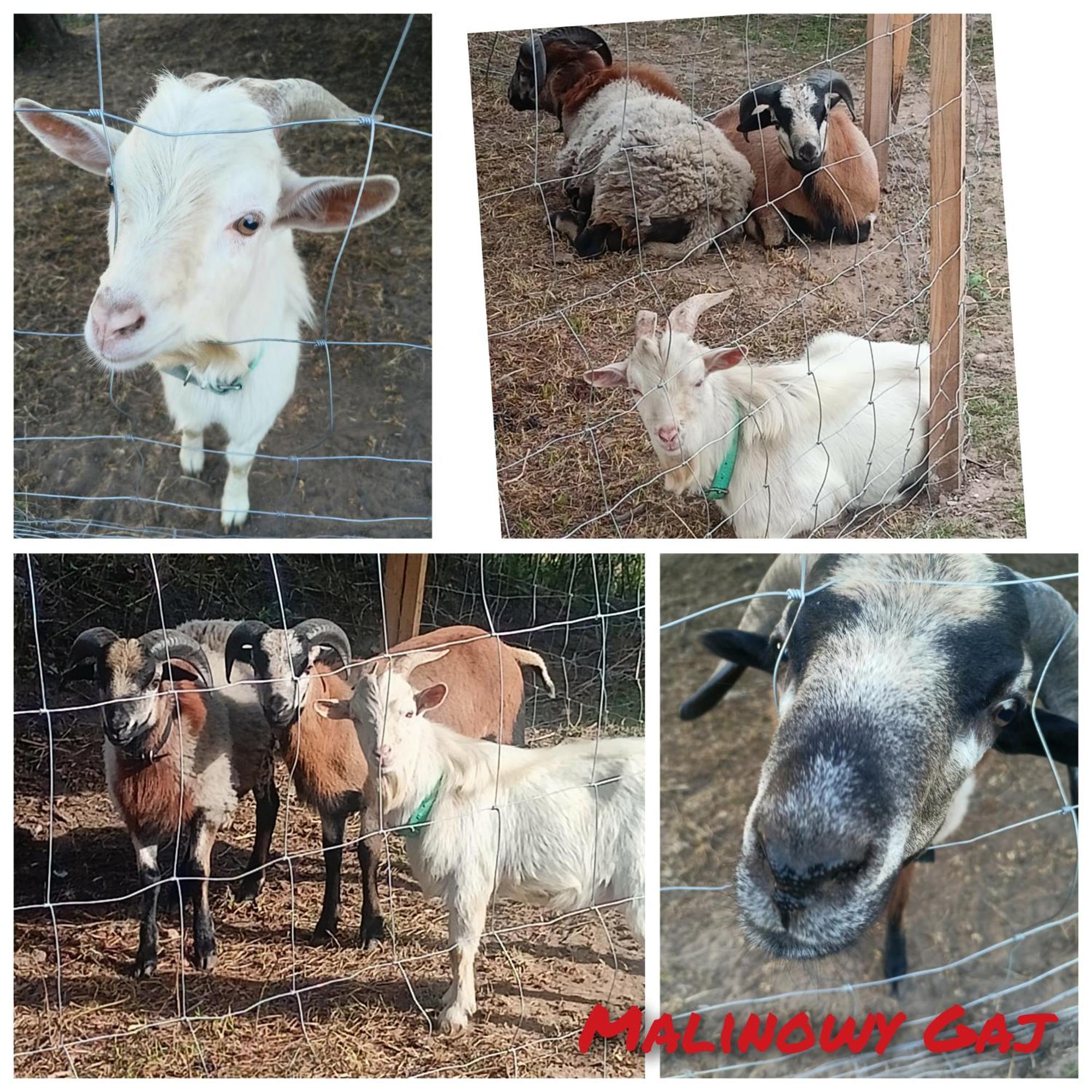 Malinowy Gaj - Agroturystyka Z Alpakami I Innymi Zwierzetami Swietajno  Dış mekan fotoğraf